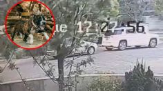 VIDEO: así fue el momento exacto en que un pitbull atacó a dos perritas; una murió