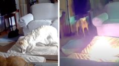 VIDEO: Perrito provoca incendio por jugar con el cable de una batería de litio portátil