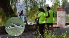 Bosque de San Juan de Aragón tiene primer “Guía rápida de aves”