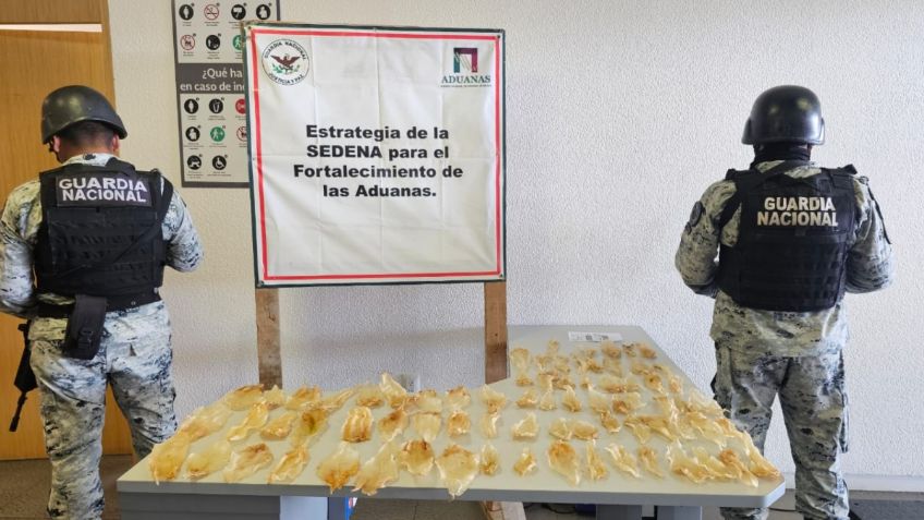 Guardia Nacional asegura 75 buches de pez totoaba en Sonora