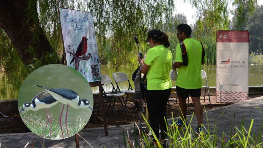 Bosque de San Juan de Aragón tiene primer “Guía rápida de aves”