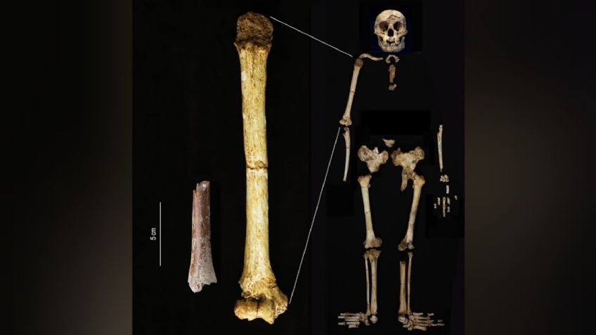 Desconciertan a científicos restos de primitivos humanos pequeños, del tamaño de un "hobbit"