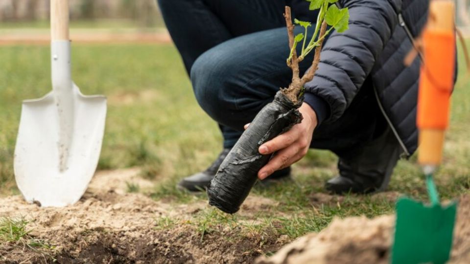 Calendario de siembra: ¿qué árboles frutales plantar durante el agosto? Fuente: Freepik