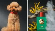 Dolce & Gabbana lanza perfume de lujo para perros: ¿cuánto cuesta y en dónde comprarlo en México?