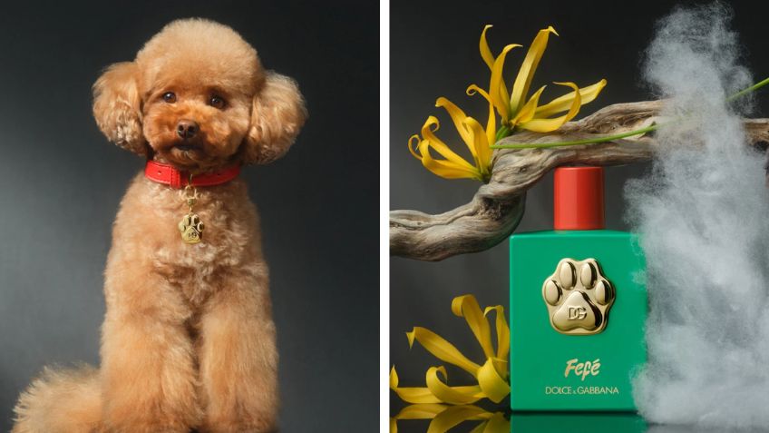 Dolce & Gabbana lanza perfume de lujo para perros: ¿cuánto cuesta y en dónde comprarlo en México?