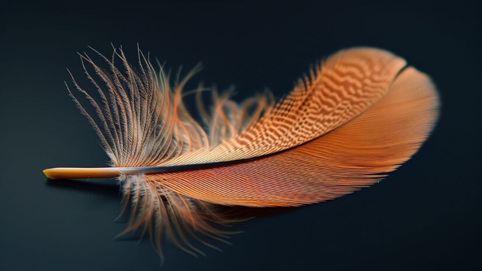 Las plumas de los pájaros pueden transmitir poderosos mensajes.