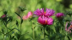 La mejor de las flores para septiembre que pueden llenar de belleza y color tu jardín