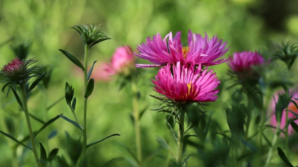 Los asters no solo son apreciados por su belleza, sino también por su resistencia