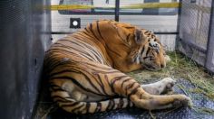 Definen el nuevo hogar para "Tony", el tigre que escapó de su jaula en Reynosa