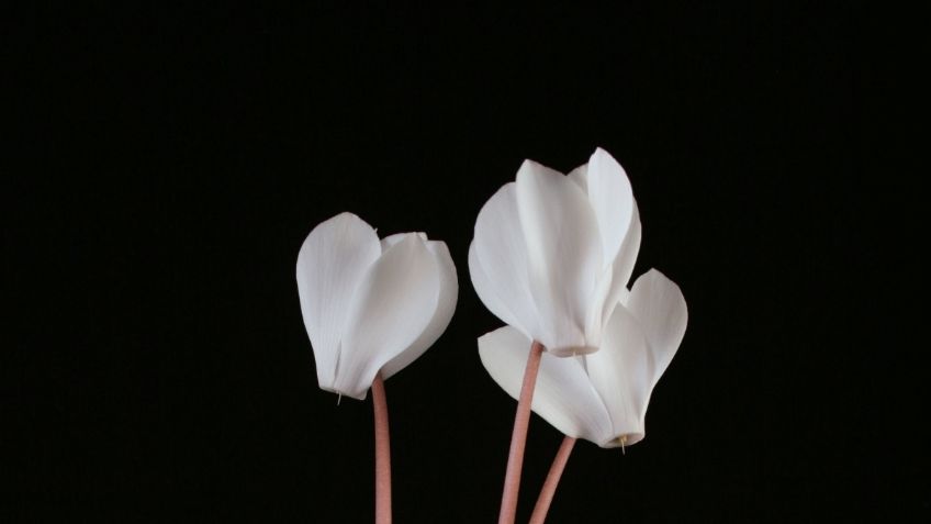 Esta es la planta con forma de mariposa que resiste todos los cambios de temperatura