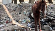 VIDEO: Rescatan a un caballo a punto de morir abandonado entre la basura