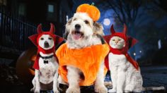 ¿Ya compraste el disfraz para Halloween de tus mascotas? Petco lanza rebajas en artículos para perros y gatos