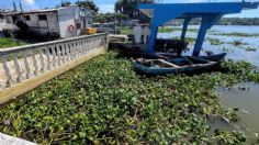 Comerciantes del Mercado de Pescados La Puntilla afectados por invasión del lirio acuático