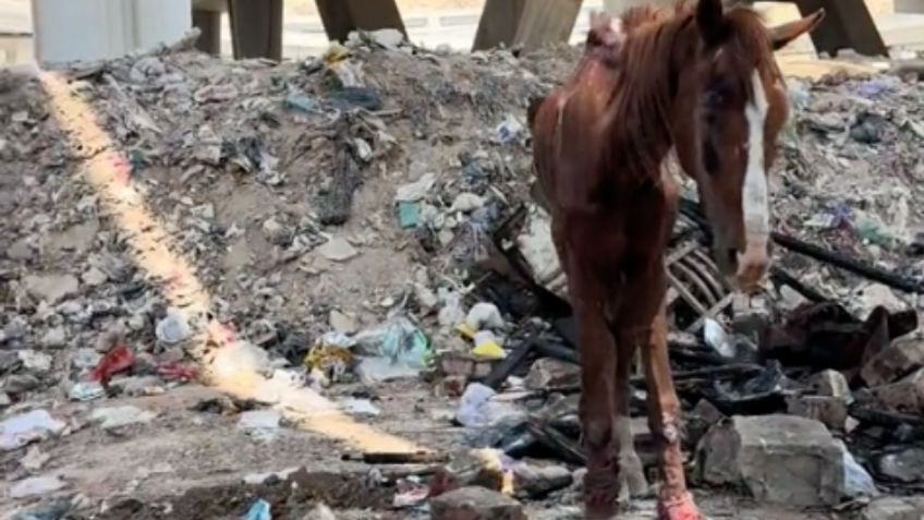 VIDEO: Rescatan a un caballo a punto de morir abandonado entre la basura