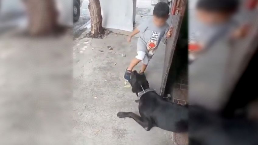 IMÁGENES INDIGNANTES: hombre incita a un niño a maltratar a un perro amarrado