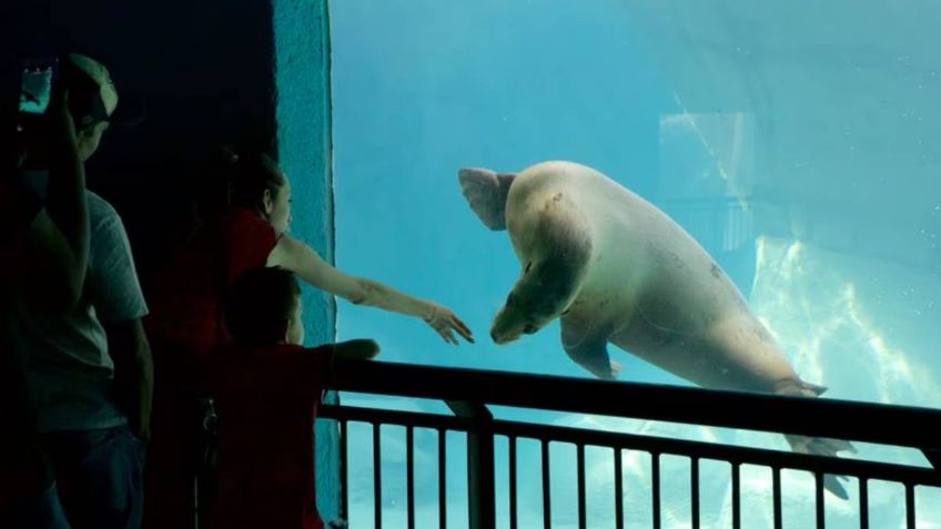 Muere hombre ahogado al caer en estanque de lobos marinos en el Zoológico de Chapultepec