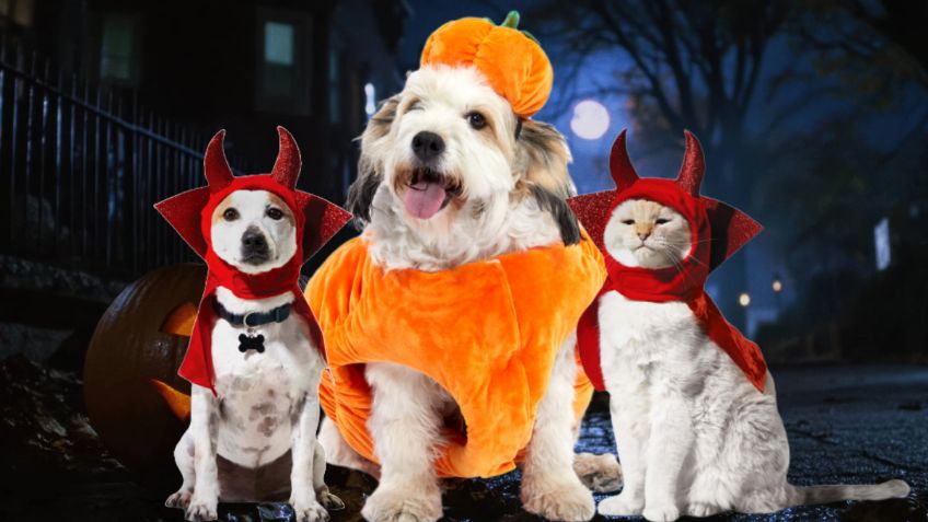 ¿Ya compraste el disfraz para Halloween de tus mascotas? Petco lanza rebajas en artículos para perros y gatos