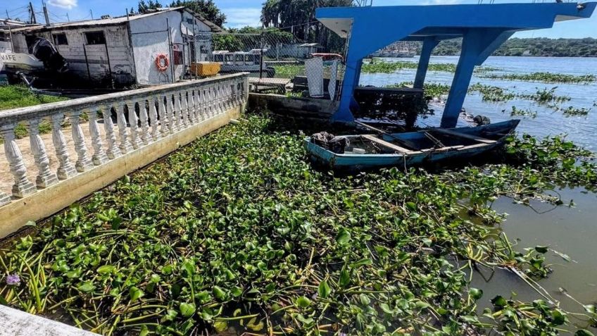 Comerciantes del Mercado de Pescados La Puntilla afectados por invasión del lirio acuático