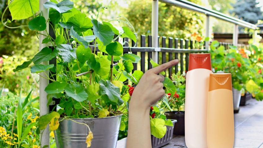 DIY: con solo un pote de champú aprende a hacer una maceta para decorar tu jardín