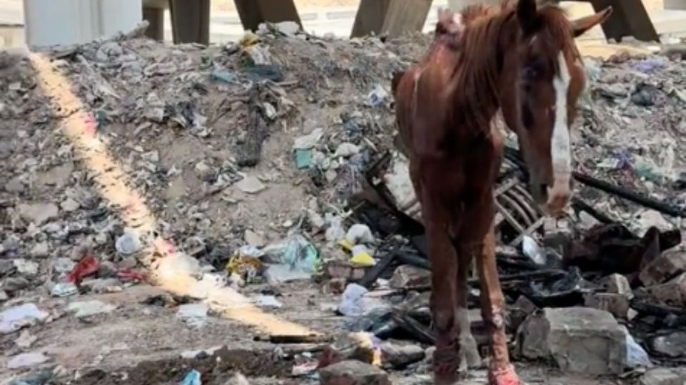 Un hombre conocido como el Dr. Ali Safari rescató a un caballo a punto de morir abandonado entre la basura.