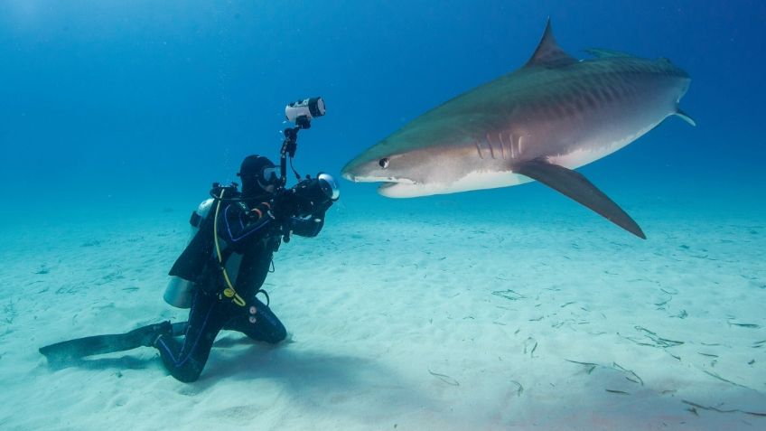 Fotógrafo enseña con tiburones cómo enfrentar los miedos