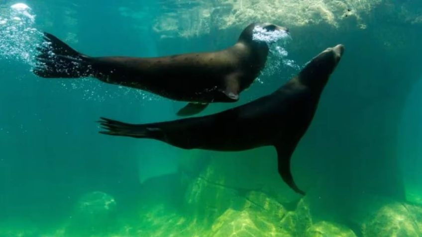 Identifican a trabajador que murió en estanque de lobos marinos en el Zoológico de Chapultepec