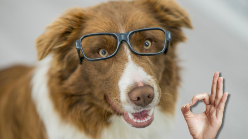 Un nuevo estudio confirma la habilidad especial de los perros que pocos conocen