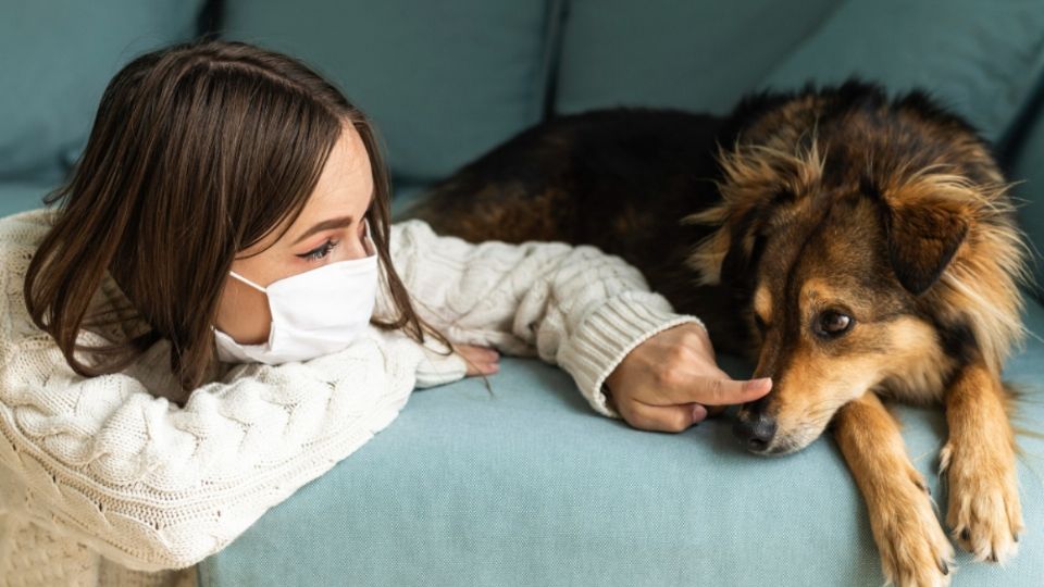 Las mascotas pueden infectarse a través de sus dueños.