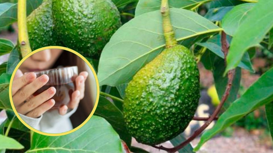 La hoja de aguacate proviene del árbol de aguacate originario de las regiones tropicales y subtropicales de América Central y México.