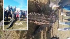 Chiapas: pescadores encuentran un enorme cocodrilo, como estaba muerto, lo van a convertir en cinturones