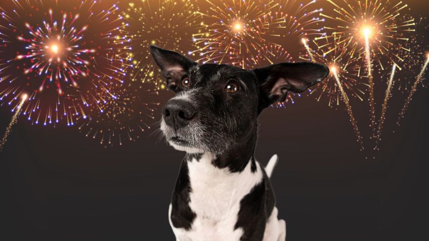 ¿Qué le puedo dar a mi perro cuando hay pirotecnia? Cuídalo de los cuetes en las fiestas patrias