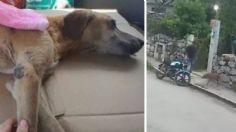 Exigen justicia para “Cacahuate”, perrito que tuvo que ser dormido tras ser agredido en Yucatán