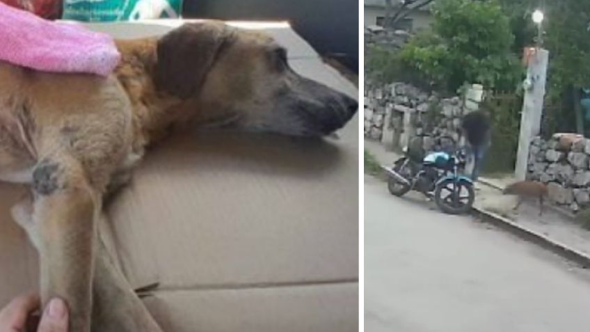 Exigen justicia para “Cacahuate”, perrito que tuvo que ser dormido tras ser agredido en Yucatán