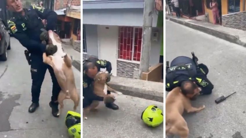 IMÁGENES FUERTES: Policía mata a tiros a un pitbull que atacaba a su compañero