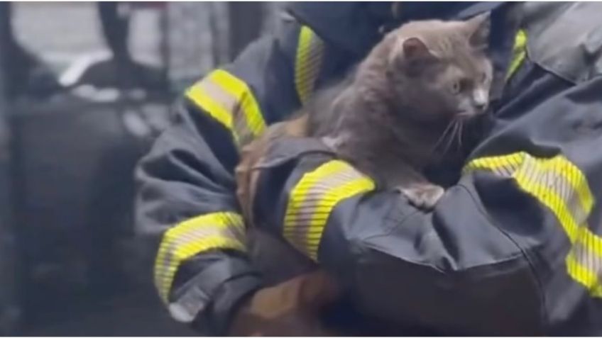 "No te espantes": el momento en que un bombero trata de calmar a un michi durante un conato de incendio en Azcapotzalco