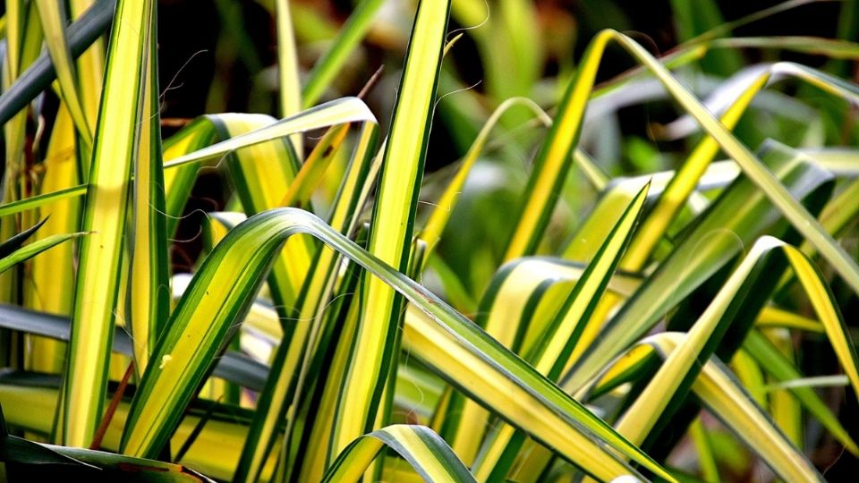 La planta araña crece mejor en ambientes con poco sol y es ideal para absorber la humedad