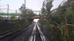 Caen dos árboles sobre vías del Metro en la Línea B entre Impulsora, Nezahualcóyotl y Villa de Aragón