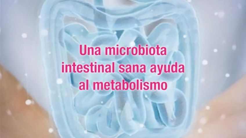 Una microbiota intestinal sana ayuda al metabolismo