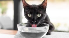 Conoce las razones por las que el agua de los gatos debe estar lejos de su comida