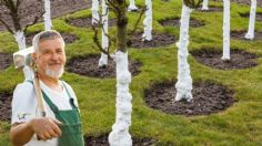 Cómo pintar con cal un árbol frutal, truco de jardinero profesional