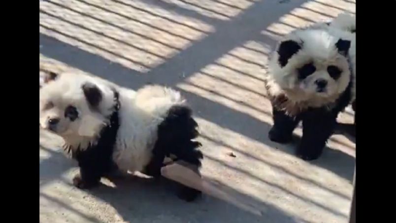 Los perros pintados como pandas se han viralizado en las redes sociales.