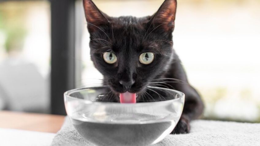 Conoce las razones por las que el agua de los gatos debe estar lejos de su comida