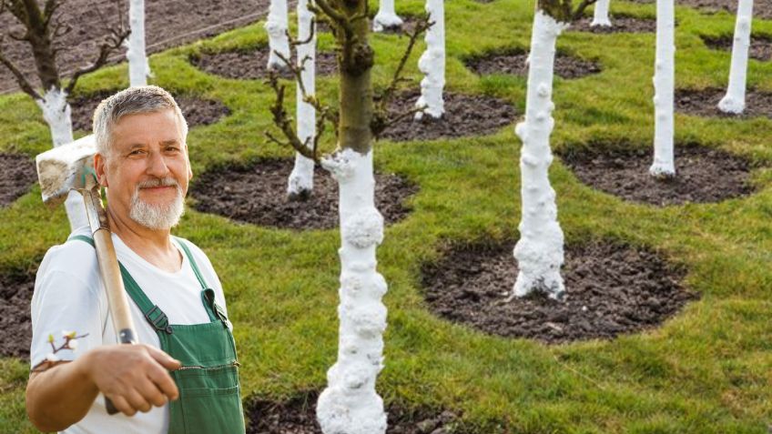 Cómo pintar con cal un árbol frutal, truco de jardinero profesional