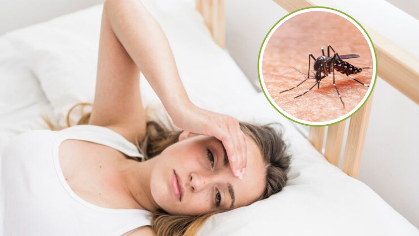 ¿Qué es lo más efectivo para combatir los mosquitos de noche?