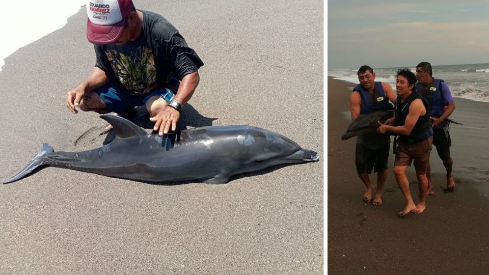 El mamífero marino fue trasladado a un centro especializado para ser rehabilitado.