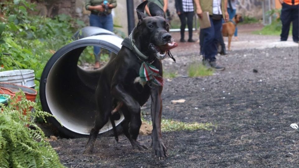 Se dieron las herramientas para que los caninos puedan actuar en caso de un desastre natural como sismos