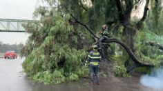 VIDEO: cae árbol sobre carriles centrales de la Calzada Ignacio Zaragoza