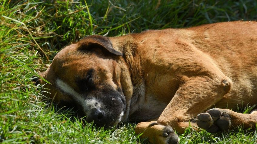 En Tehuacán rescatan a un perro que fue enterrado vivo