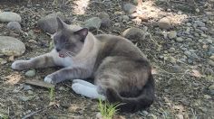 Increíble: gatito recorre más de mil 400 kilómetros para volver con su familia