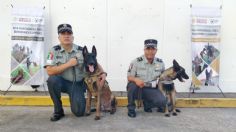 Binomios caninos logran 69 aseguramientos en Veracruz